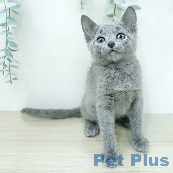 ロシアンブルーの写真2