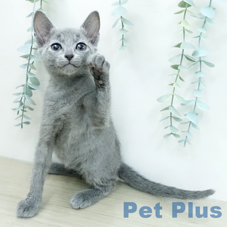 ロシアンブルー