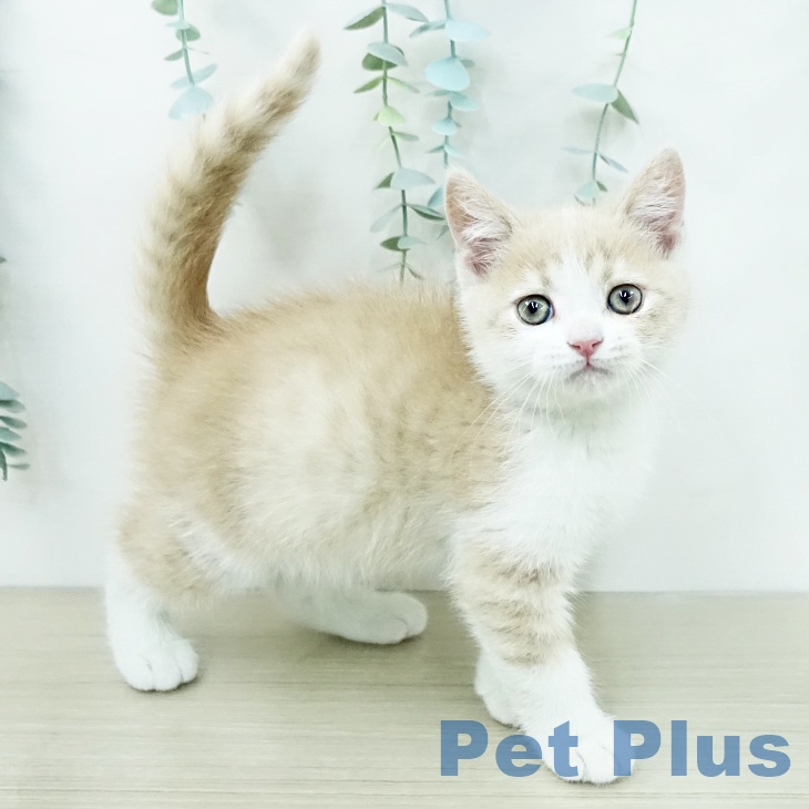 ブリティッシュショートヘア