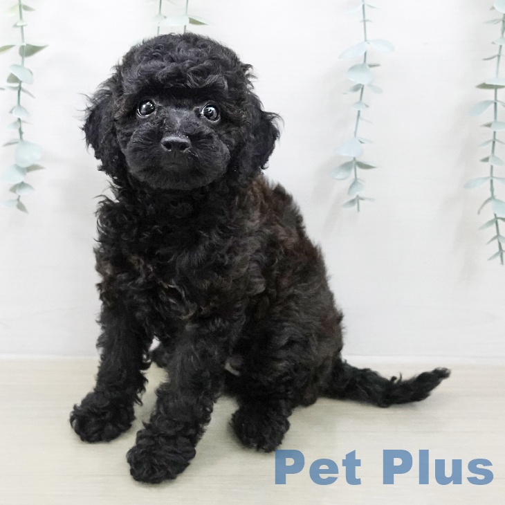 トイ・プードル