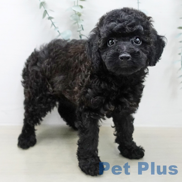 トイ・プードルの写真2