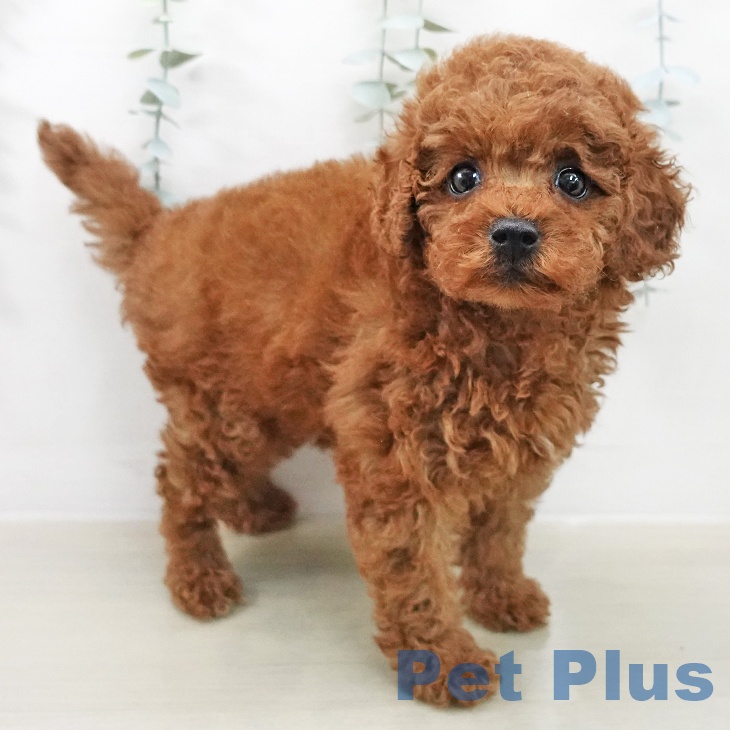 トイ・プードル