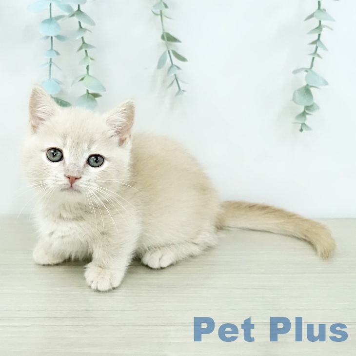 マンチカンの写真2