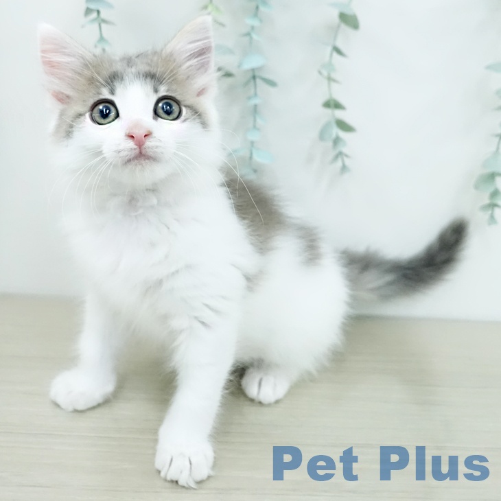 ノルウェージャンフォレストキャット