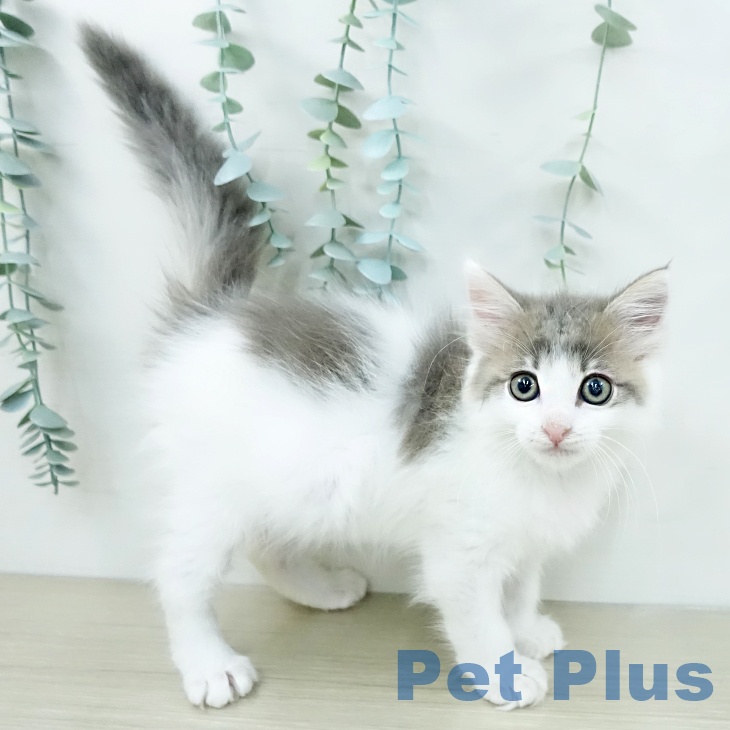 ノルウェージャンフォレストキャットの写真2