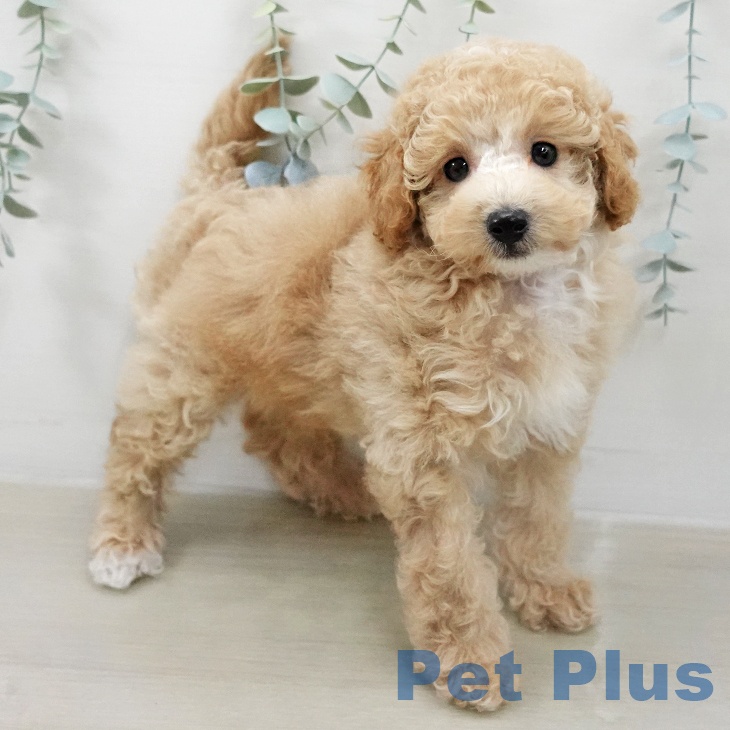 トイ・プードルの写真2