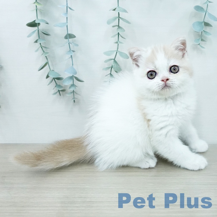 ミヌエットの写真2