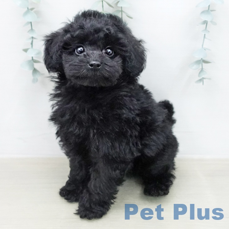 トイ・プードル