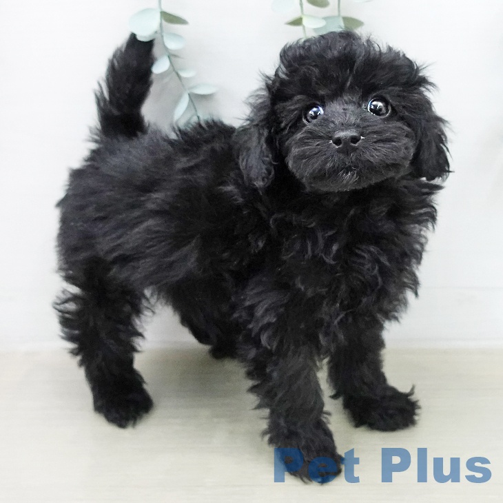 トイ・プードルの写真2