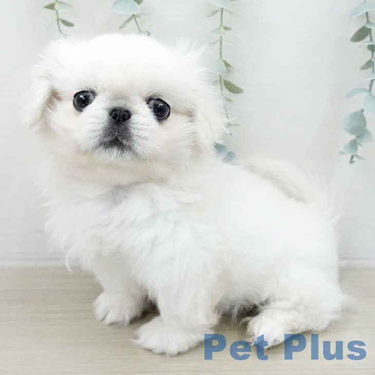 ペキニーズの写真2