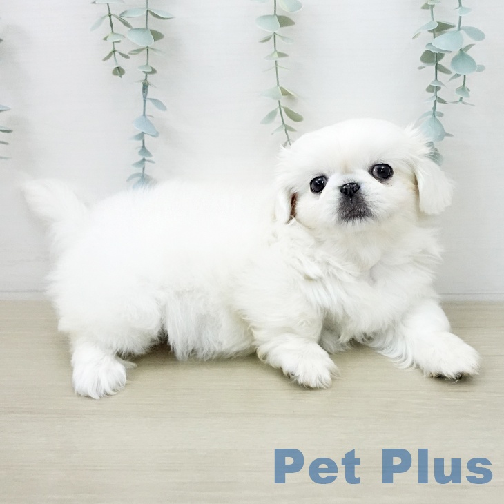 ペキニーズの写真2