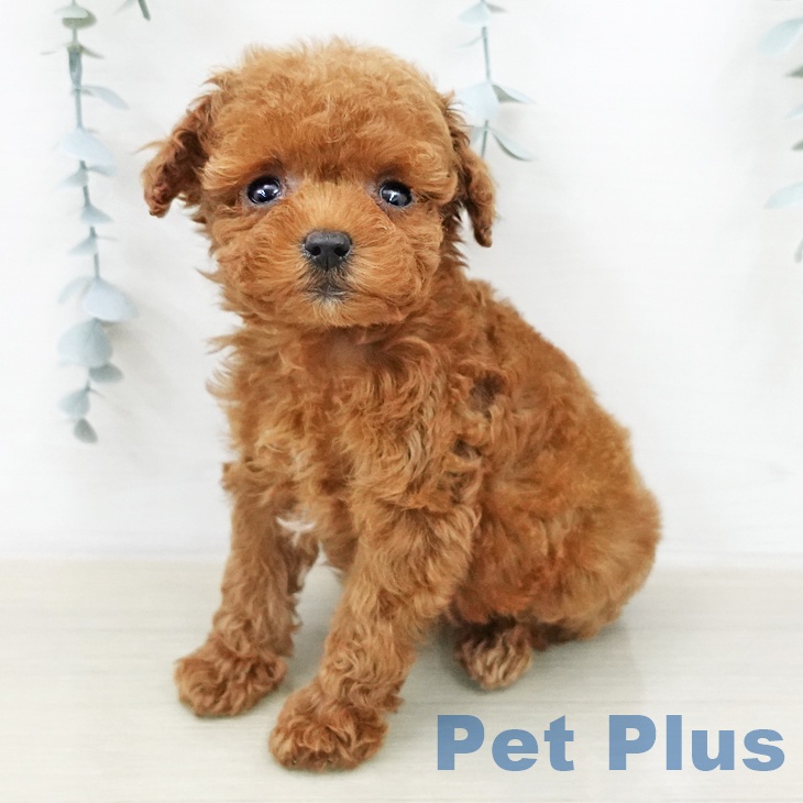 トイ・プードルの写真2