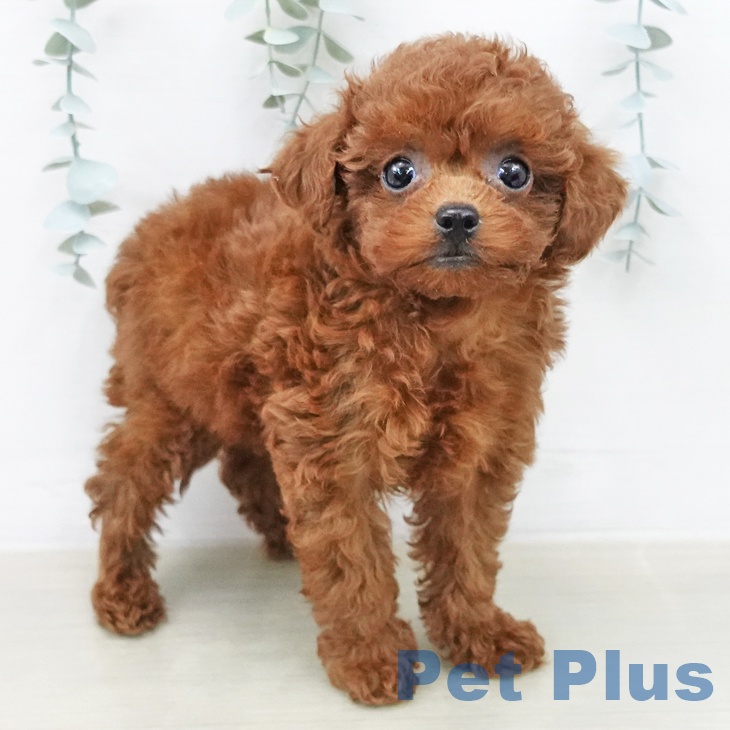 トイ・プードルの写真2