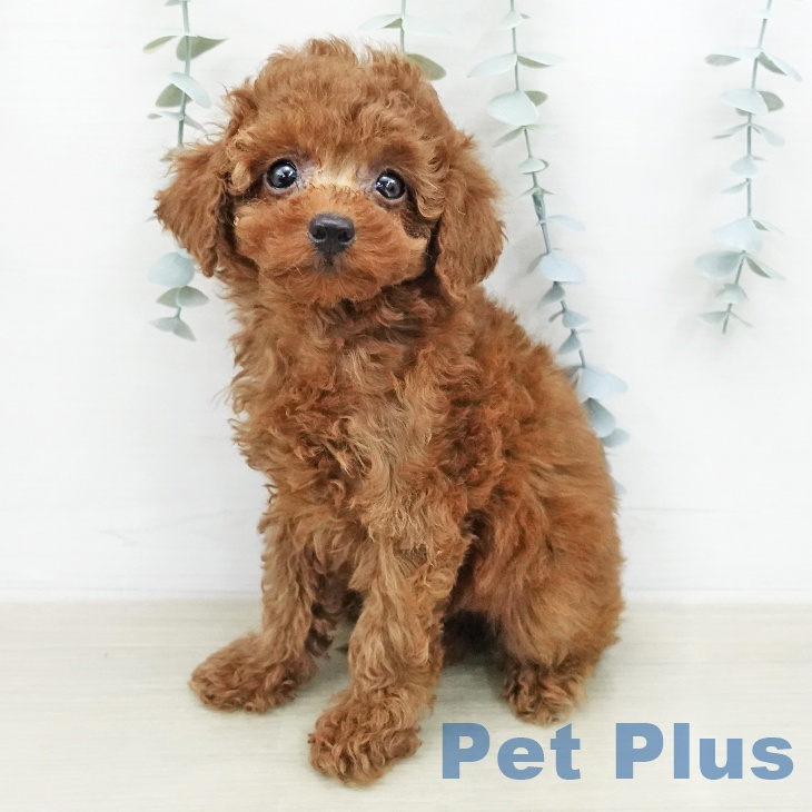 トイ・プードル