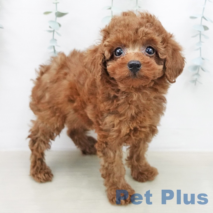 トイ・プードルの写真2