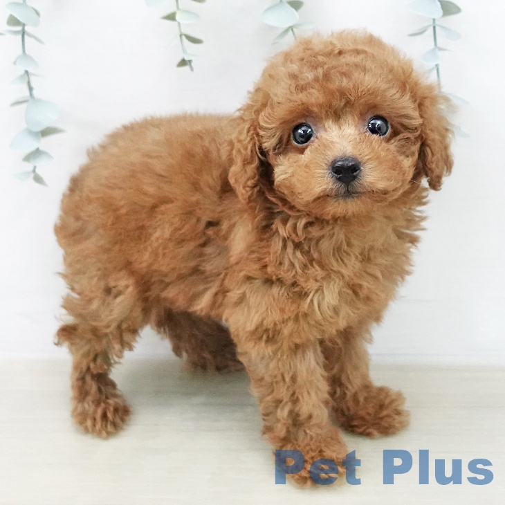 トイ・プードル