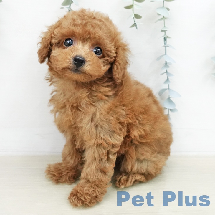 トイ・プードルの写真2