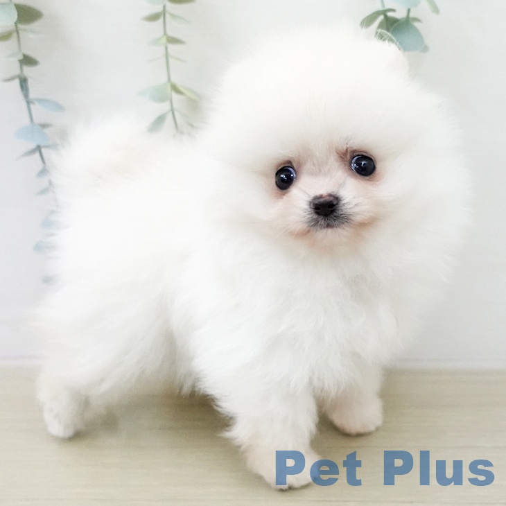 ポメラニアンの写真2