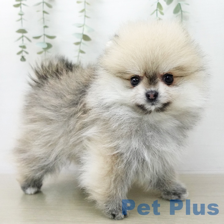 ポメラニアンの写真2