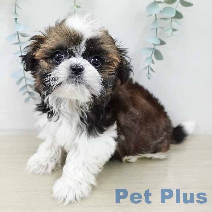 シー・ズーの写真2