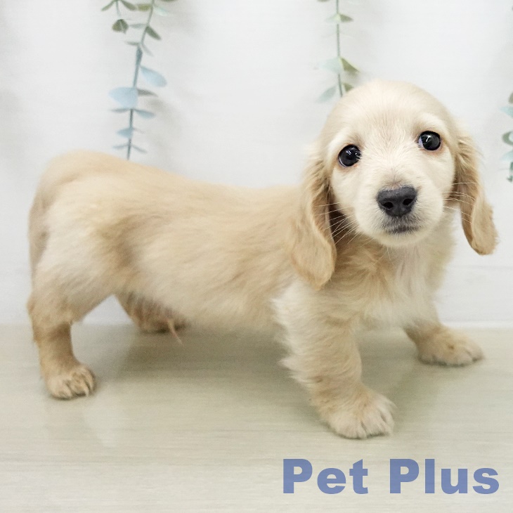 ミニチュア・ダックスフンド