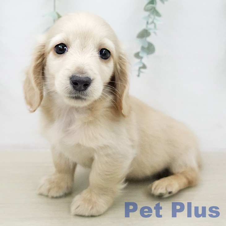 ミニチュア・ダックスフンド