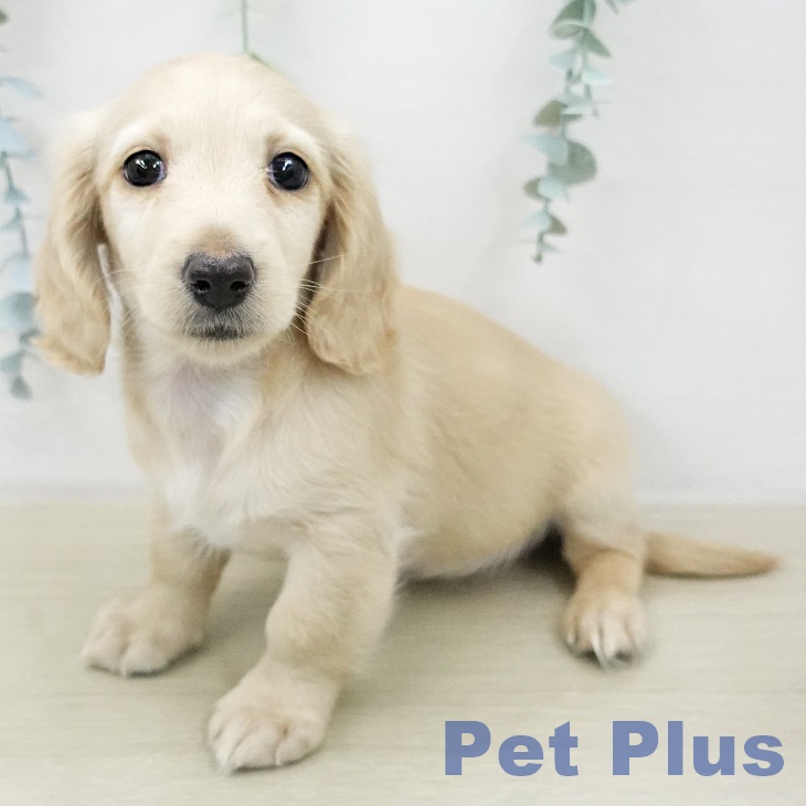 ミニチュア・ダックスフンド