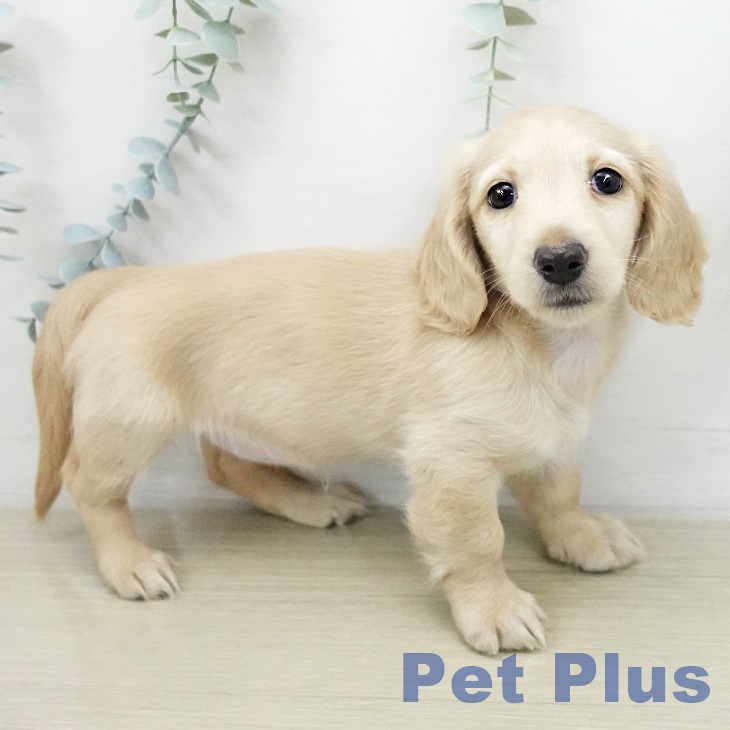 ミニチュア・ダックスフンドの写真2