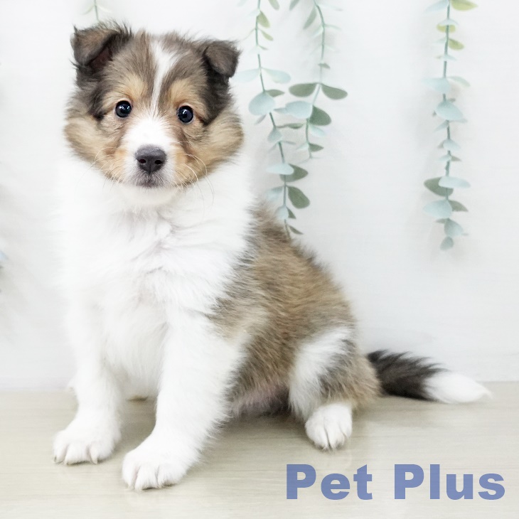 シェットランド・シープドッグ