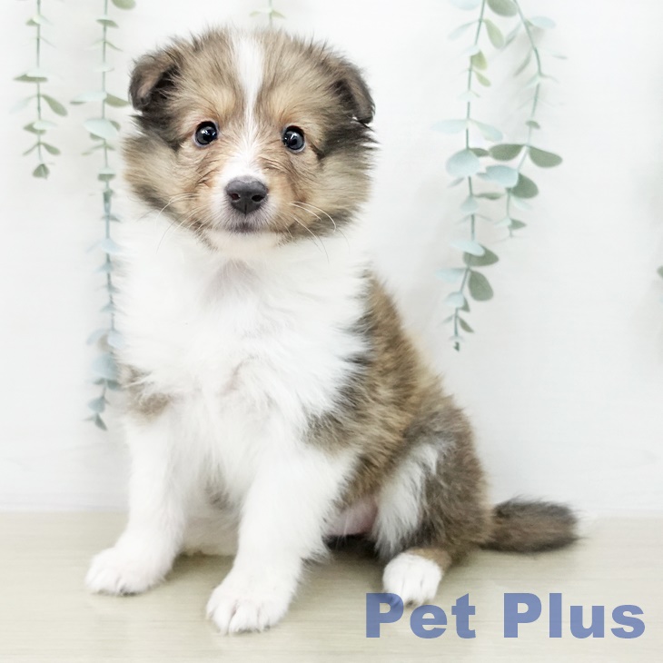 シェットランド・シープドッグ