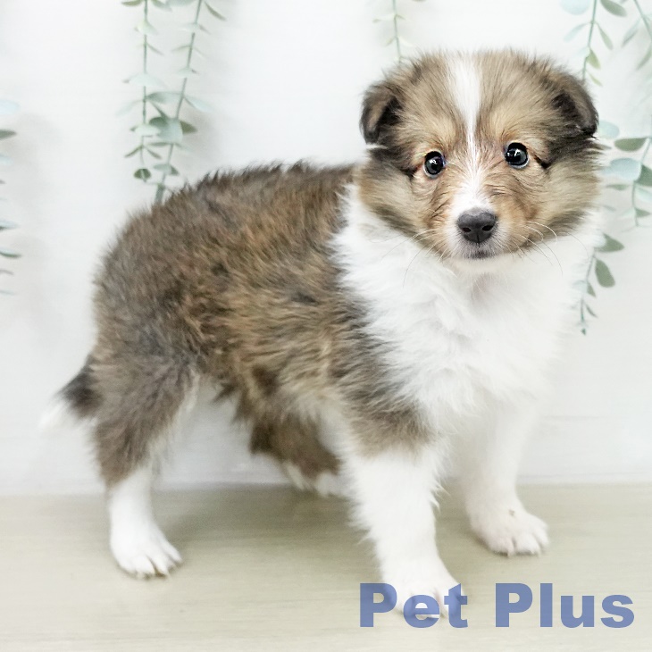 シェットランド・シープドッグの写真2