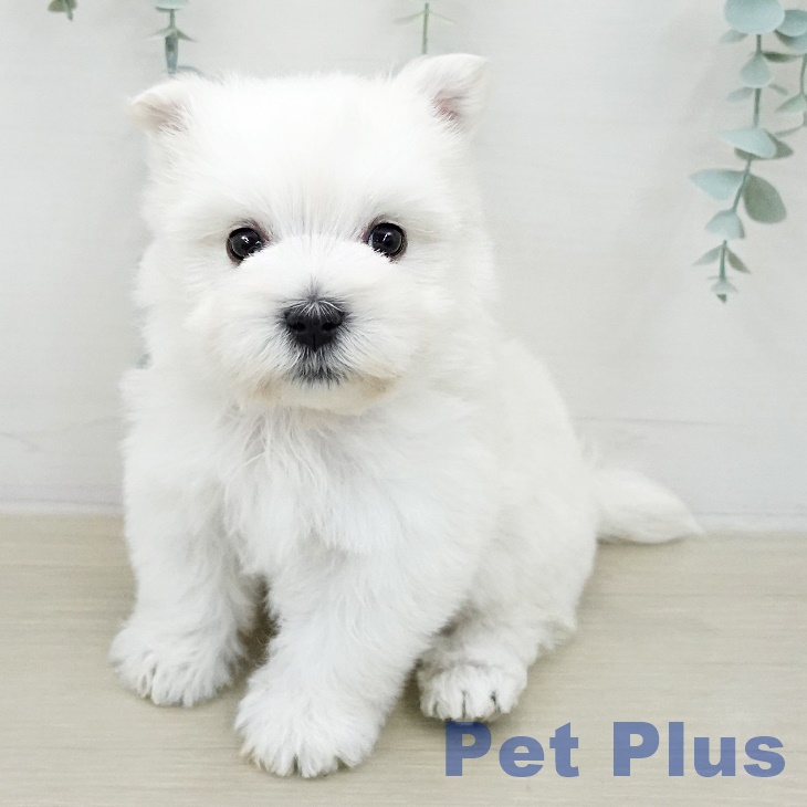 ウエスト・ハイランド・ホワイト・テリア