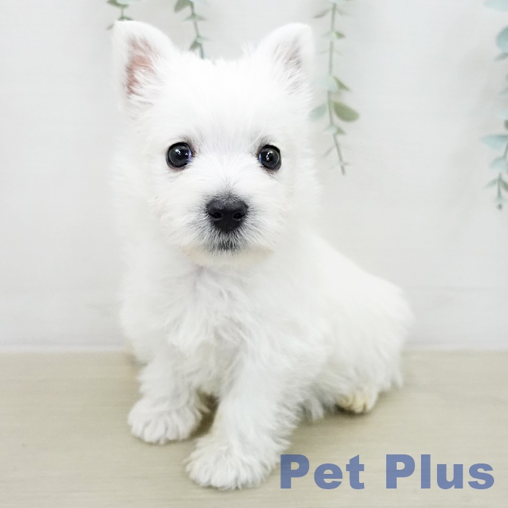 ウエスト・ハイランド・ホワイト・テリア