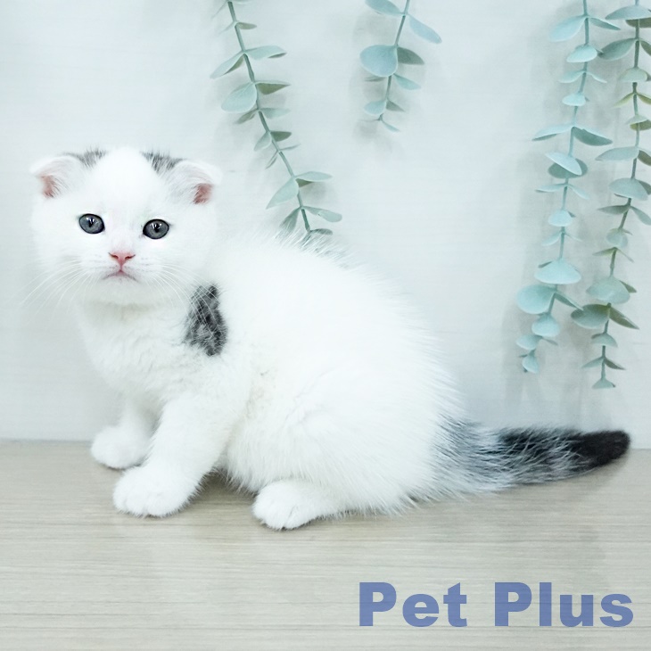 スコティッシュフォールド