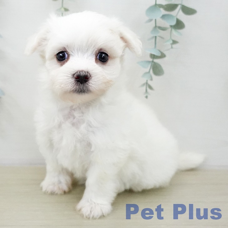 マルチーズの写真2