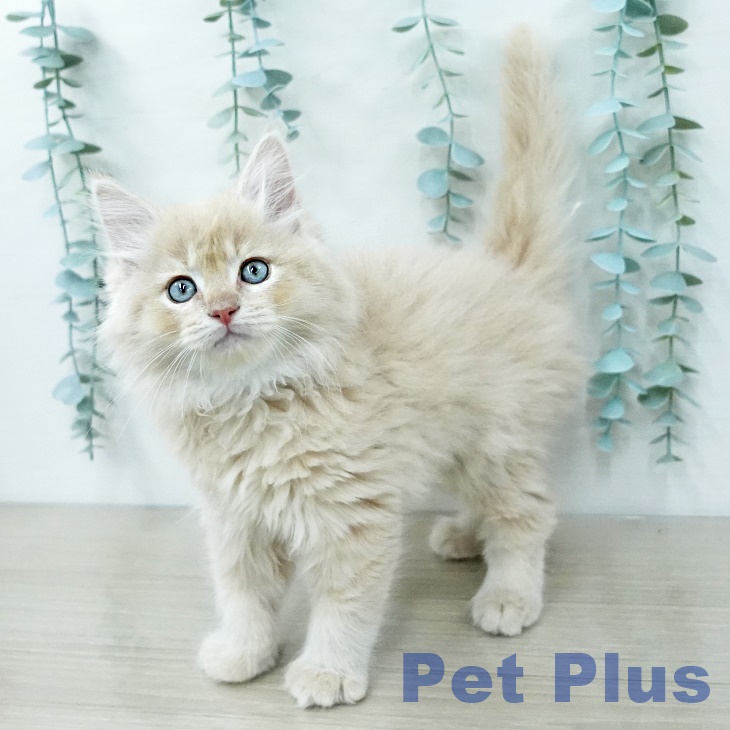 サイベリアンの写真2