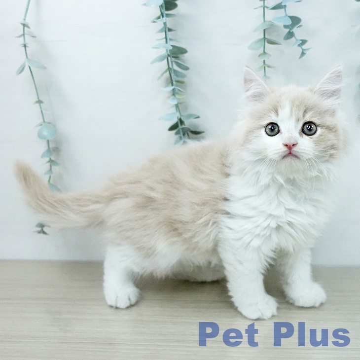 サイベリアンの写真2