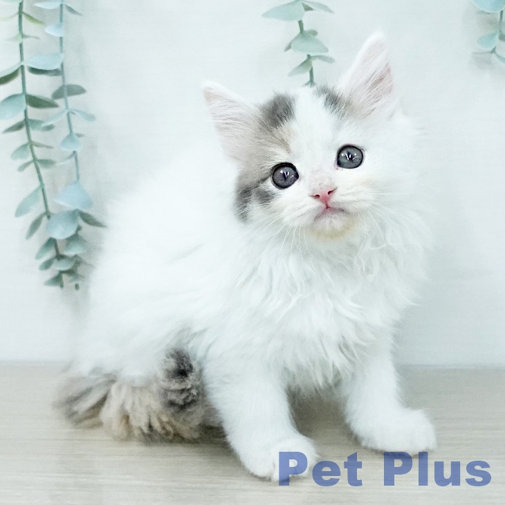 サイベリアンの写真2