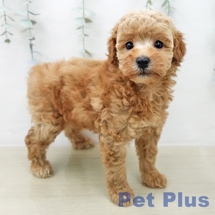 トイ・プードルの写真2