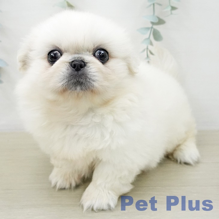 ペキニーズの写真2
