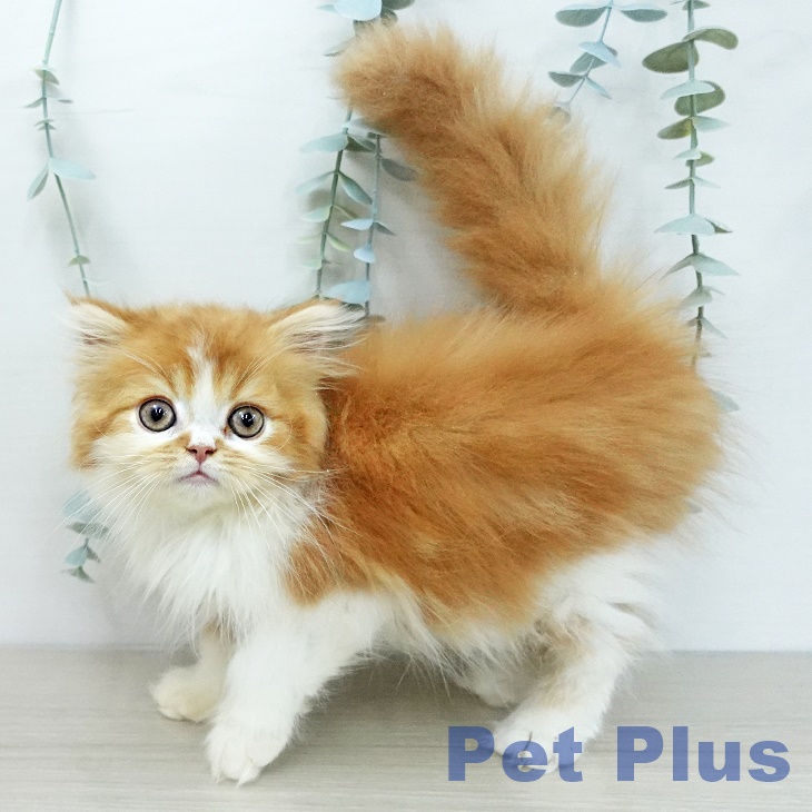 スコティッシュフォールド