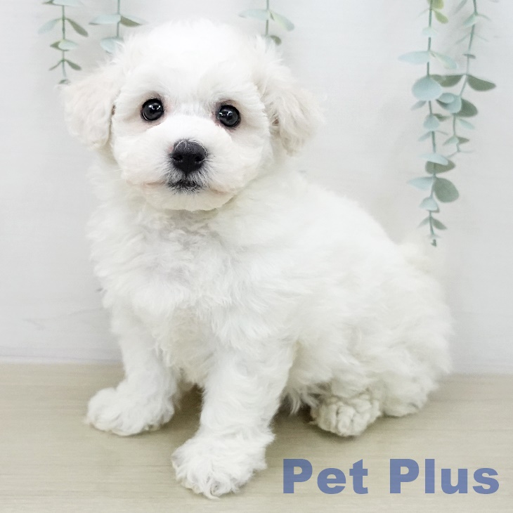 ビション・フリーゼ