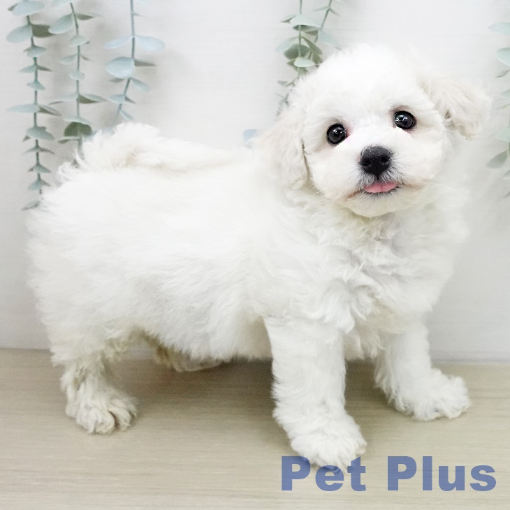 ビション・フリーゼの写真2