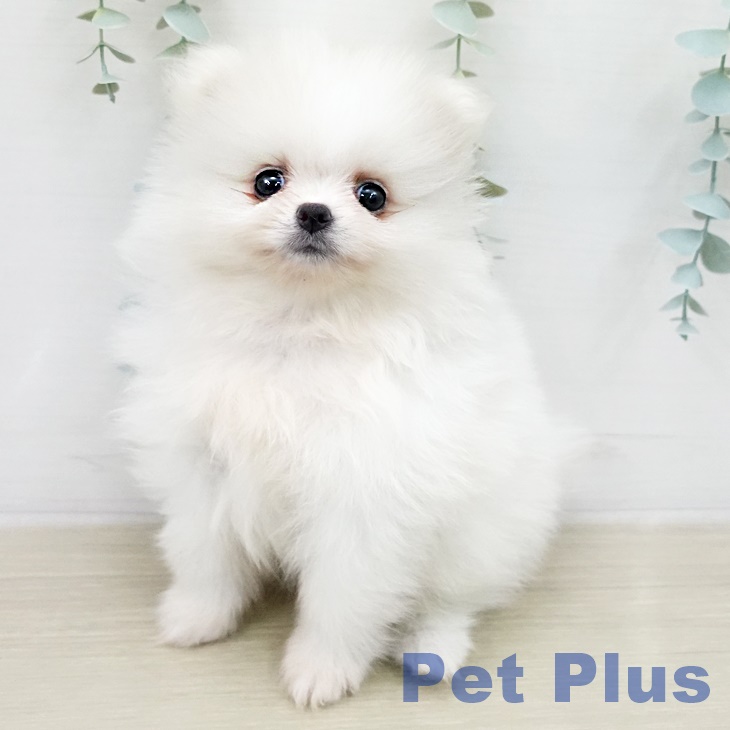 ポメラニアンの写真2