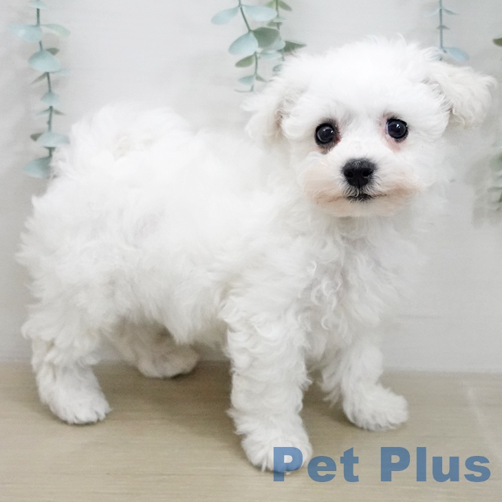 ビション・フリーゼの写真2