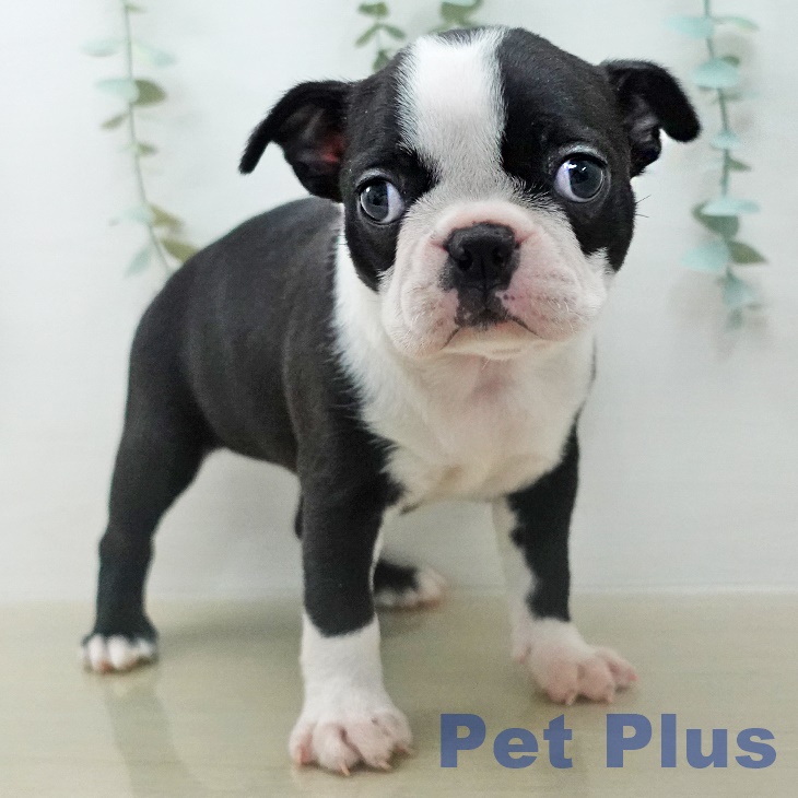 ボストン・テリアの写真2