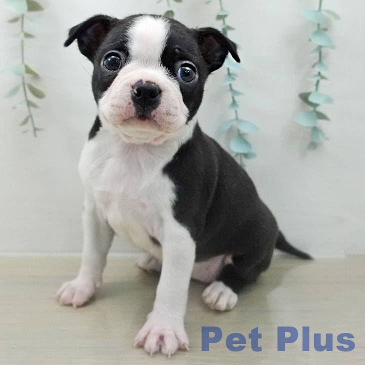 ボストン・テリア