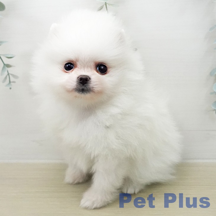 ポメラニアンの写真2