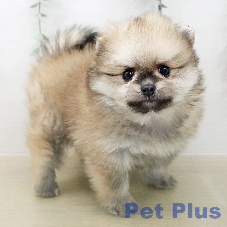 ポメラニアンの写真2