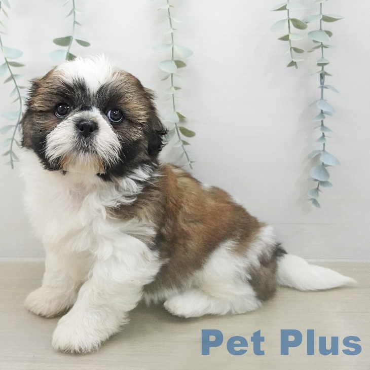 シー・ズーの写真2